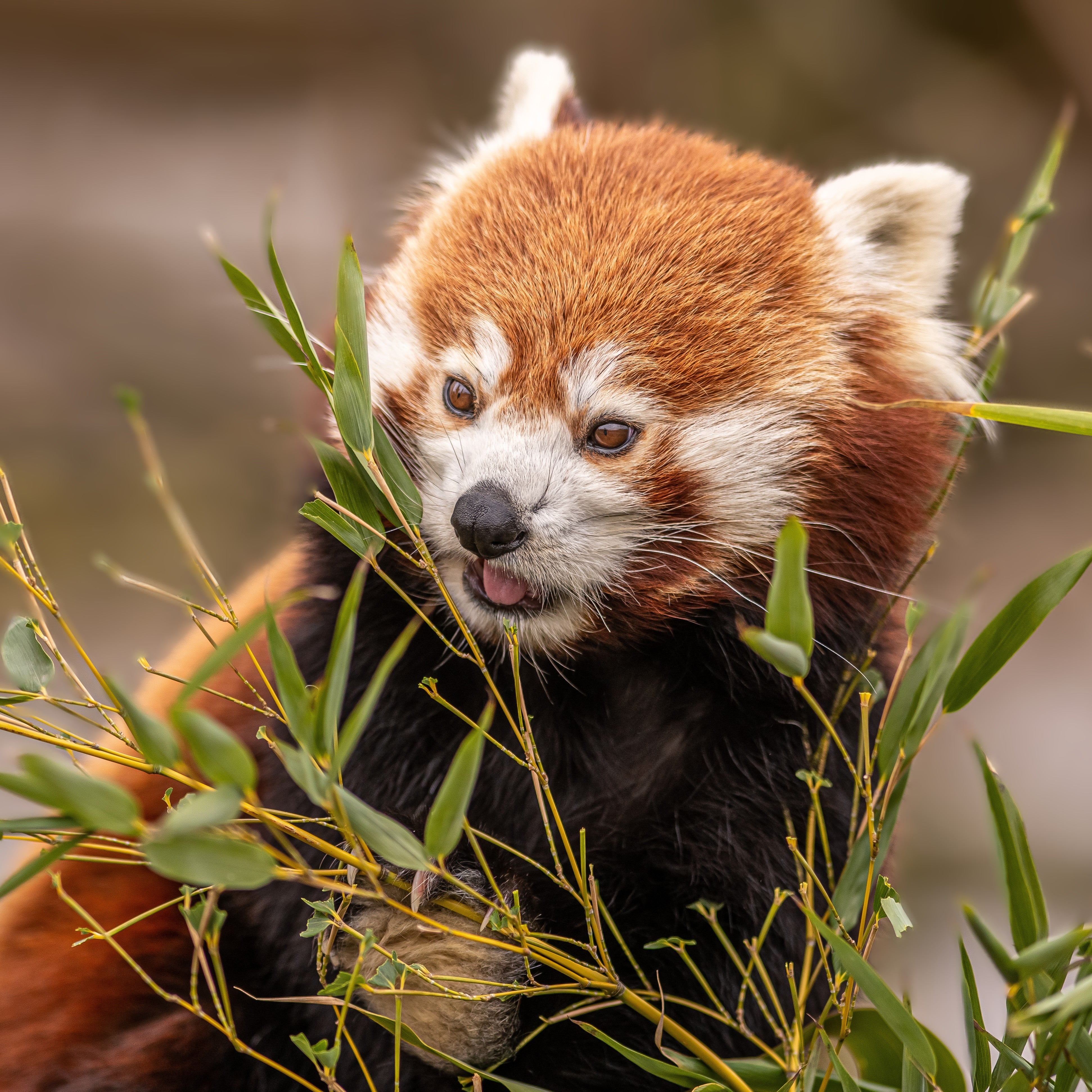 Red Panda – Yorkshire Wildlife Park