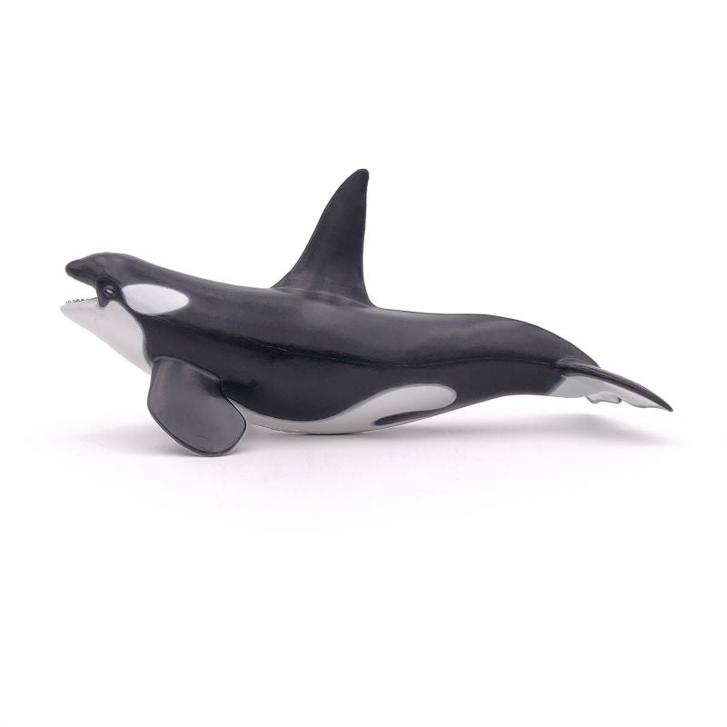 Orca