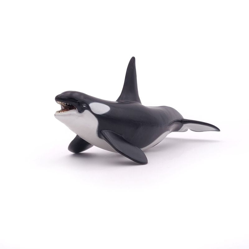 Orca