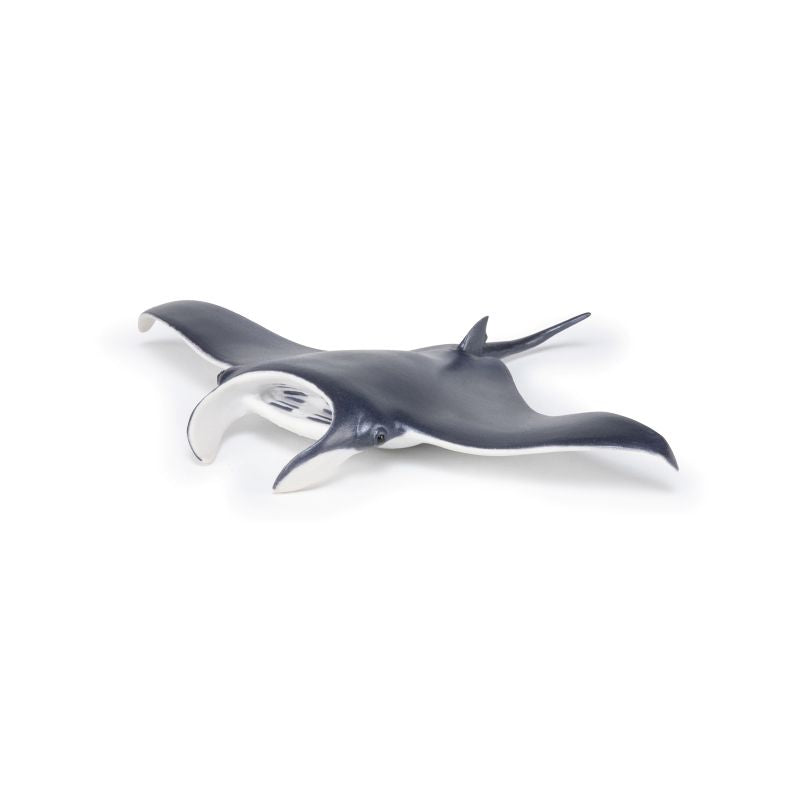 Manta Ray