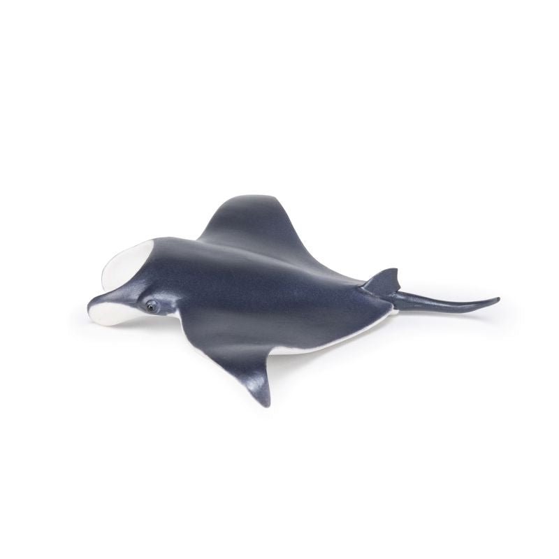 Manta Ray