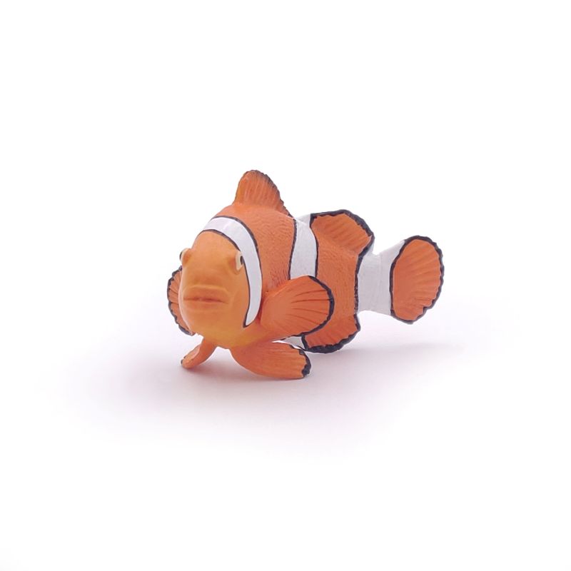 Clown Fish