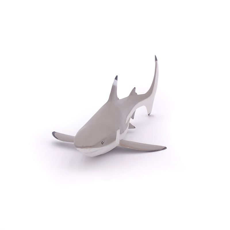 Blacktip Shark