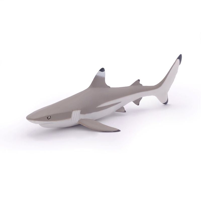Blacktip Shark