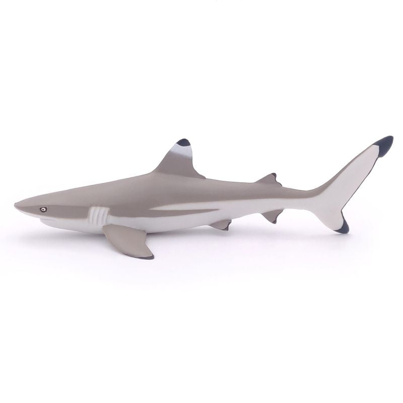 Blacktip Shark