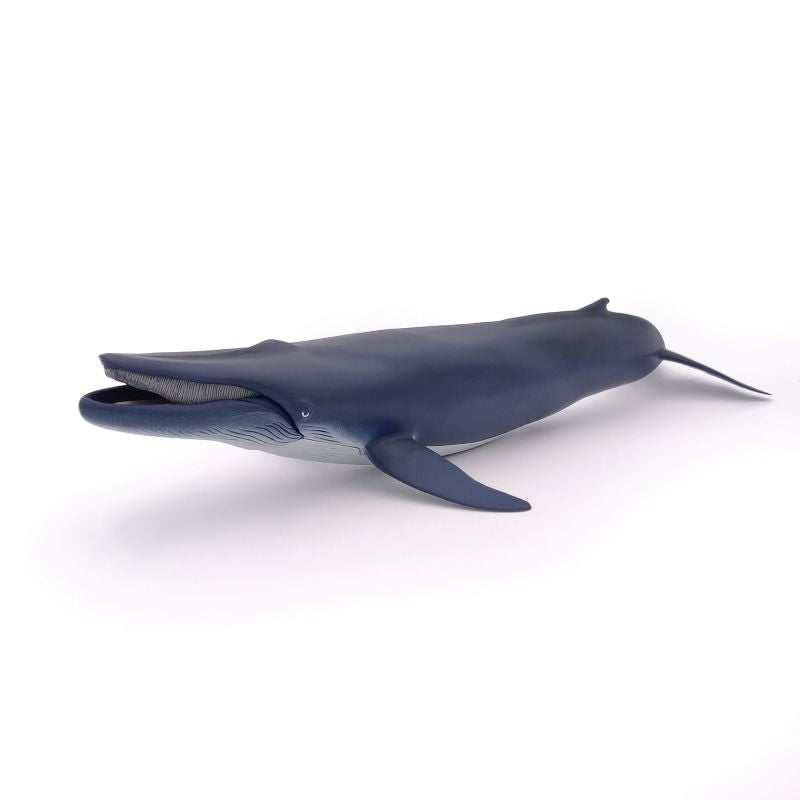 Blue Whale