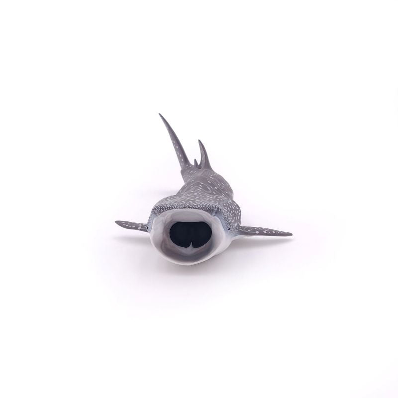Whale Shark