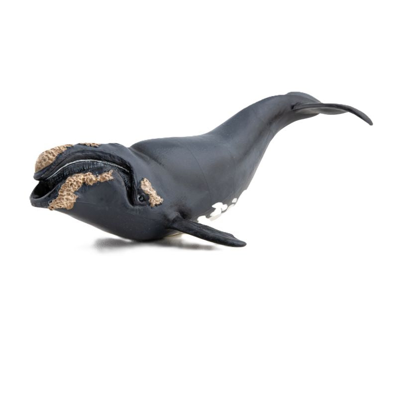 Right Whale