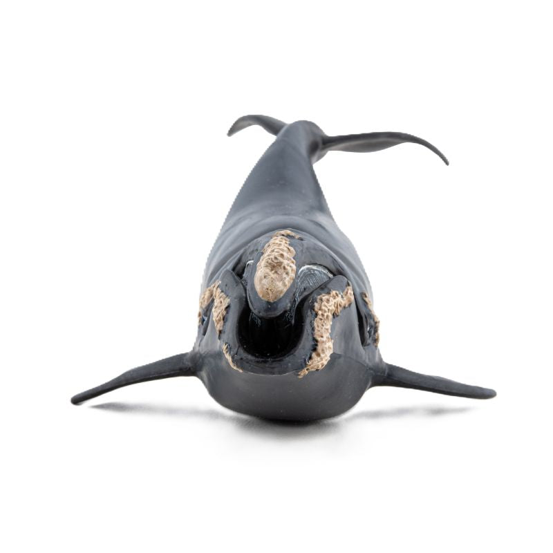 Right Whale