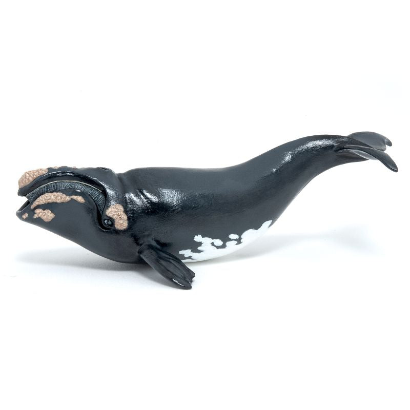 Right Whale