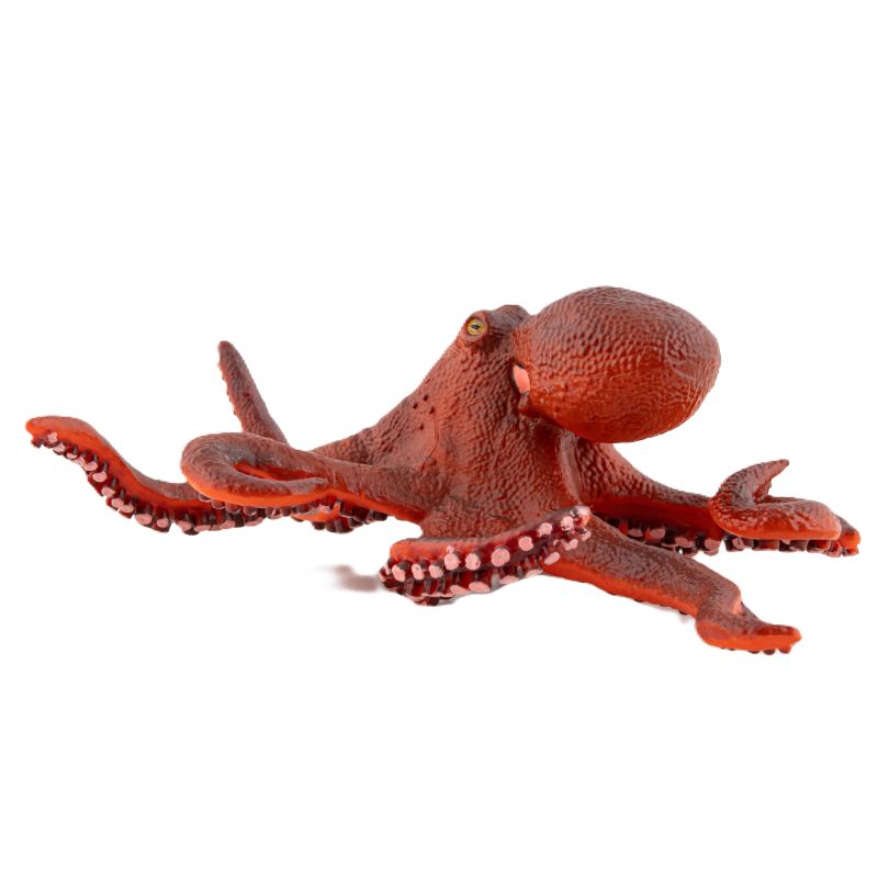 Pygmy Octopus