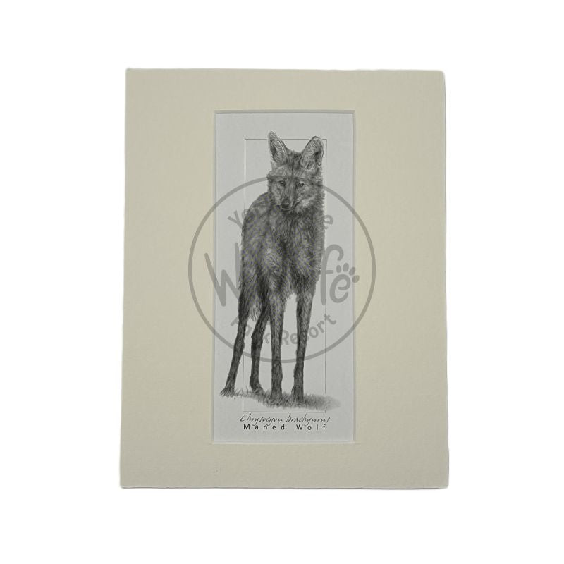 A pencil drawing of a Maned Wolf on a warm white mount on a white background