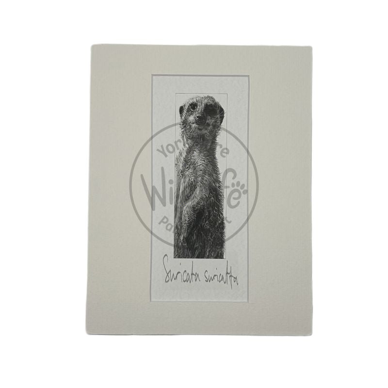 A pencil drawing of a meerkat mounted on a light background