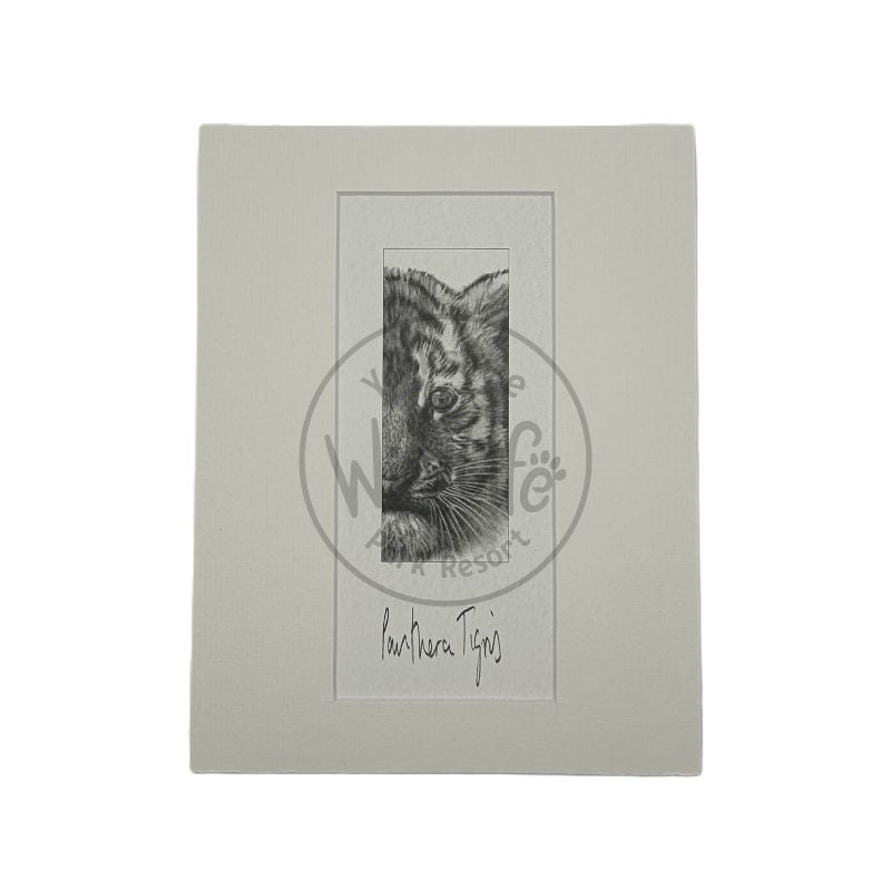 Pencil Drawing - Baby Tiger