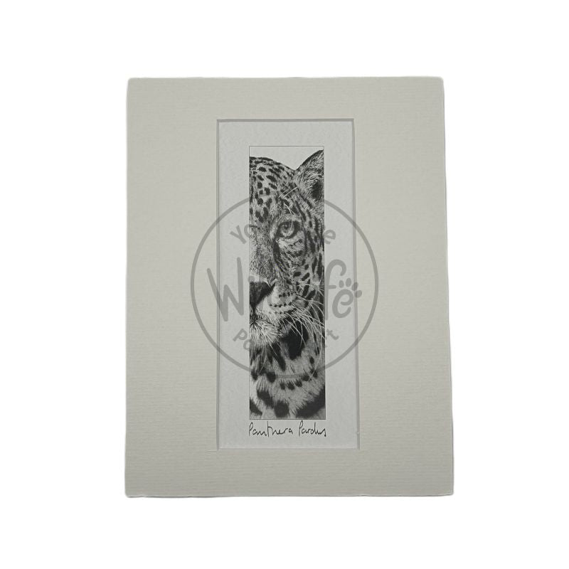 A pencil drawing of a leopard mounted on a white background.