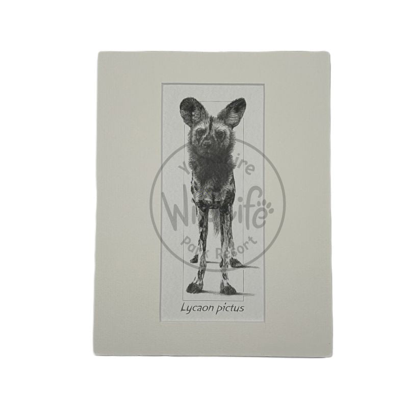 A pencil drawing of a Painted Dog mounted on a light background the name of the species printed at the bottom.