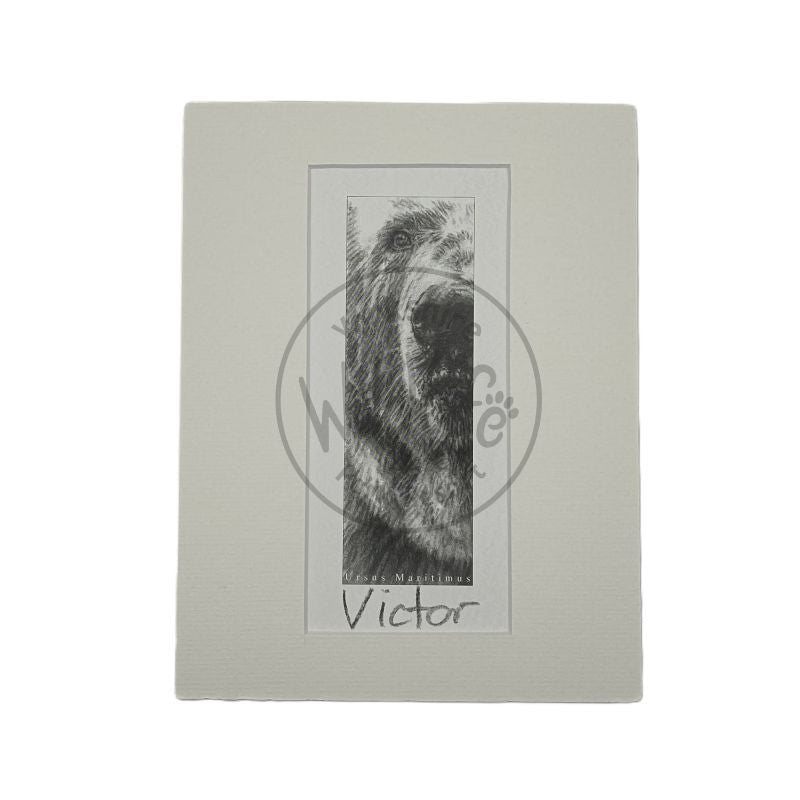 A pencil art print of a polar bear  mounted on a light background.
