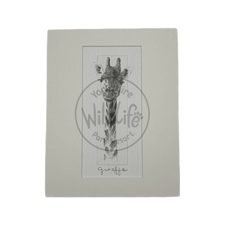 Mounted Giraffe illustration on a white background