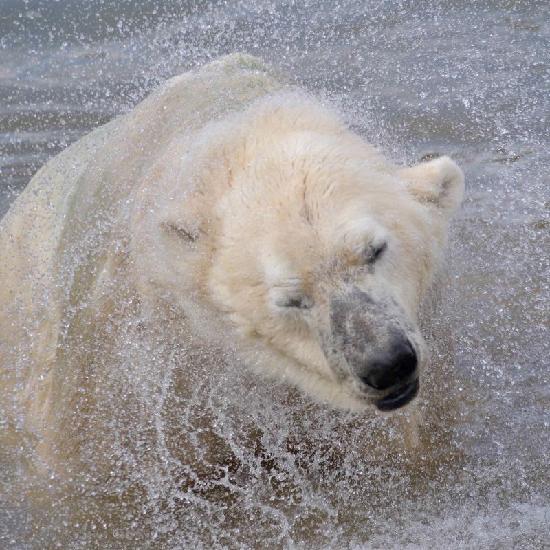 polar bear in the water victor