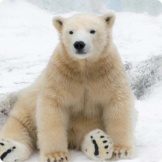 Sitting Polar Bear 