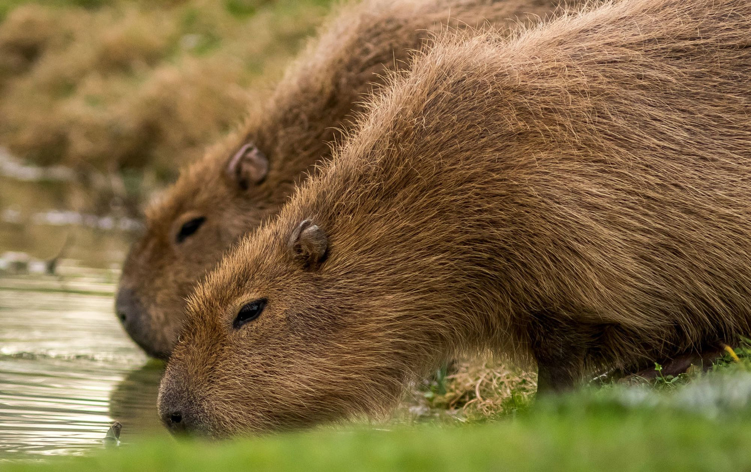 Capybara