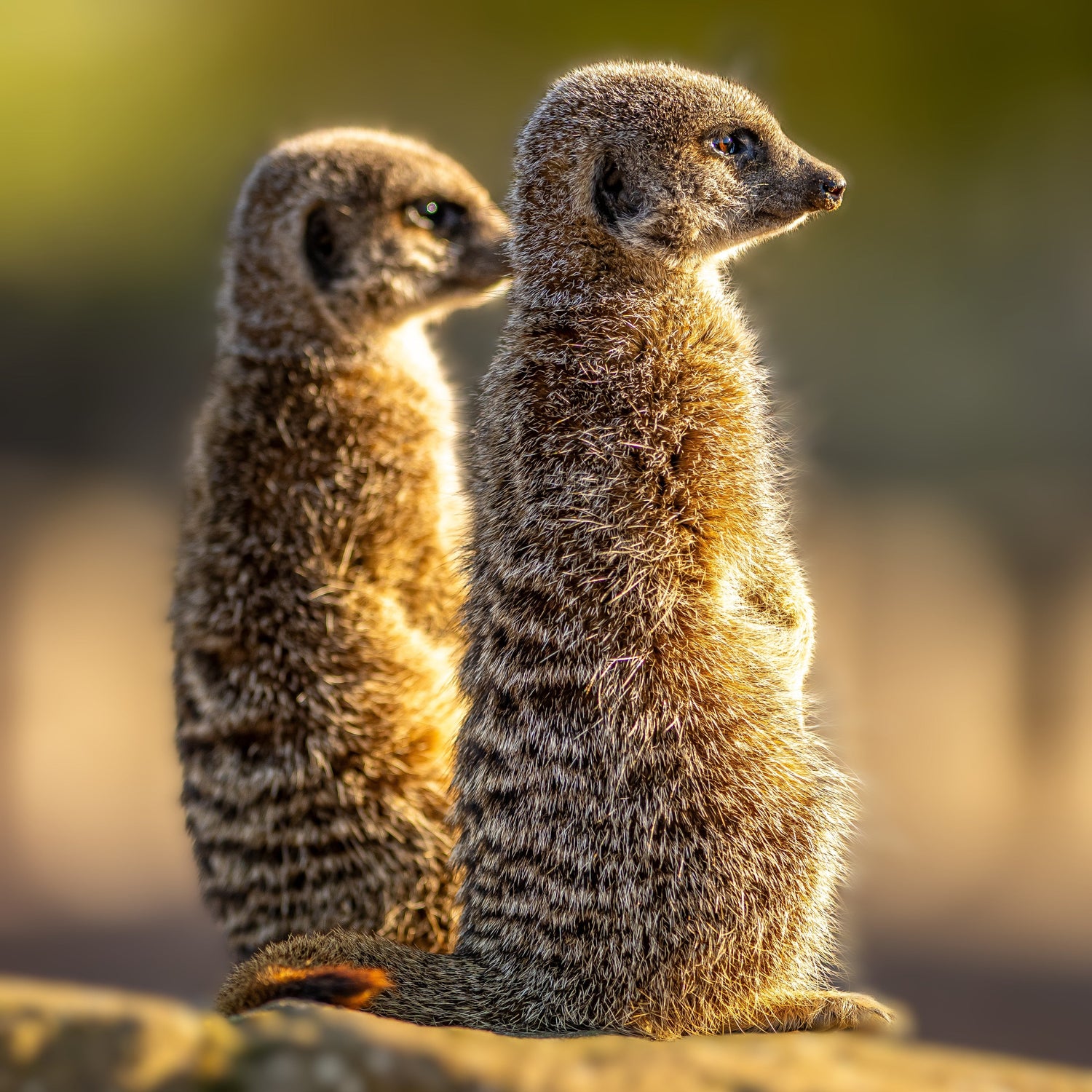 Meerkat