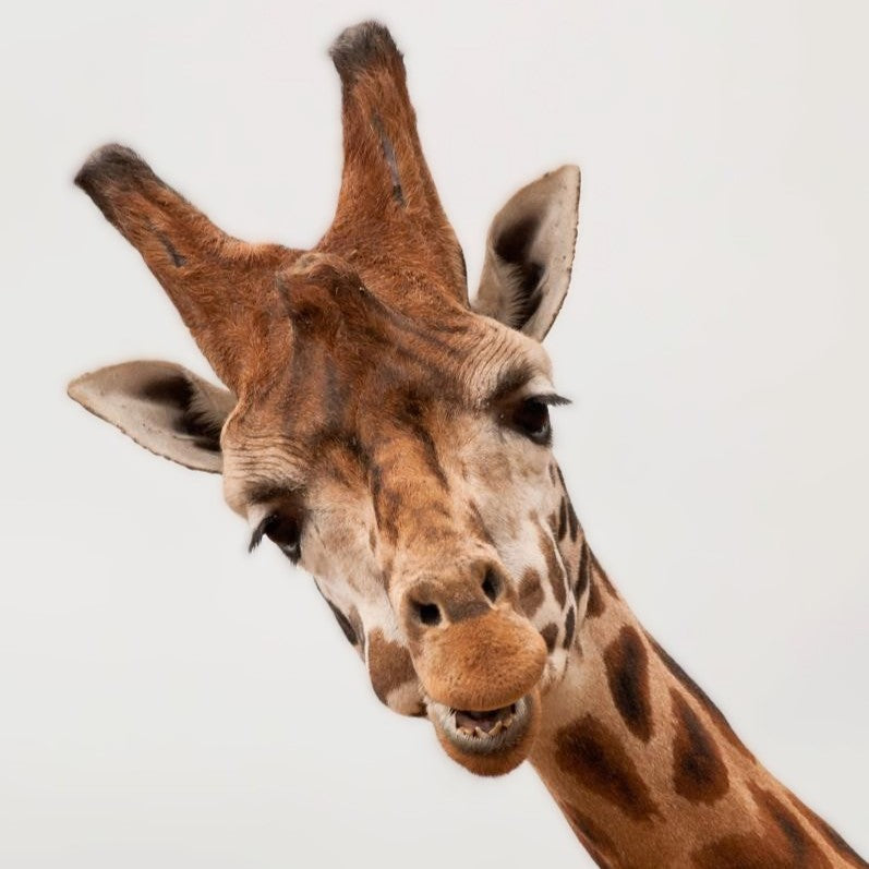 Giraffe – Yorkshire Wildlife Park