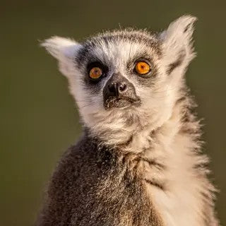 Lemur