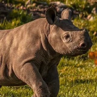 Rhino