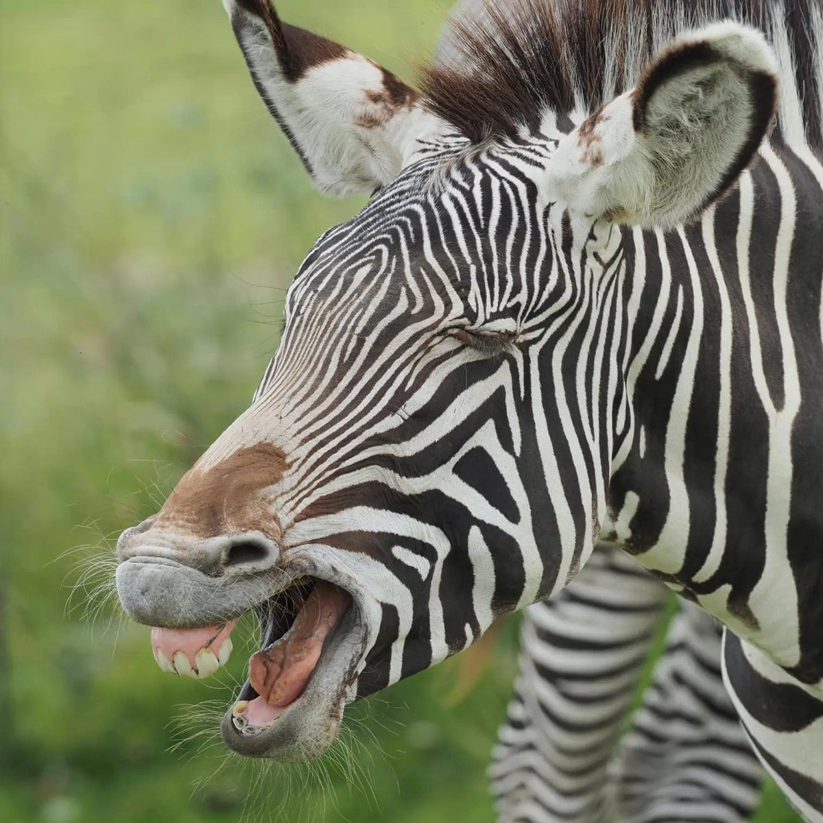 Zebra