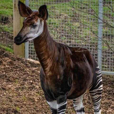 Okapi