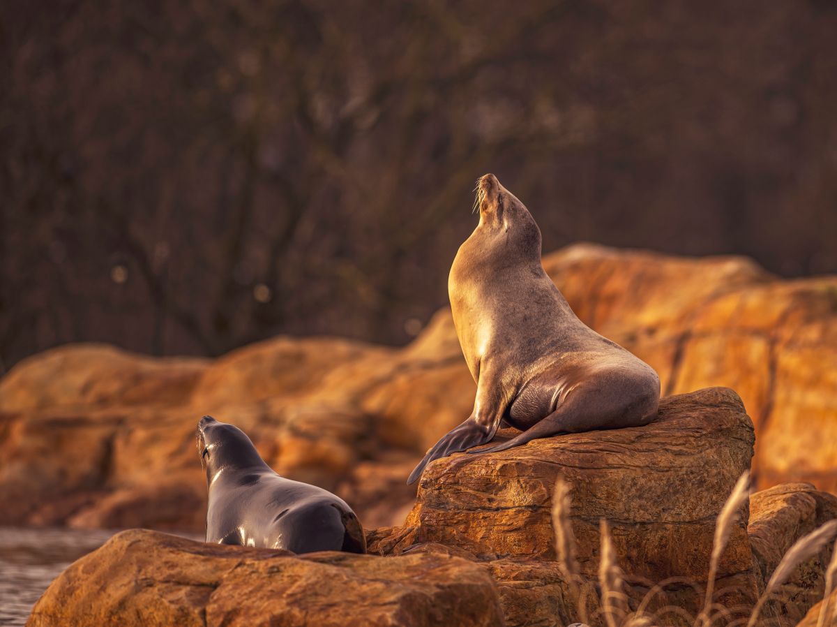 Two sea lions on rocky cliffs with a warm, golden light at yorkshire wildlife park.