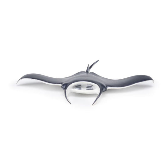 Manta Ray