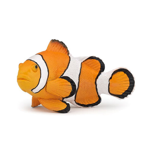 Clown Fish
