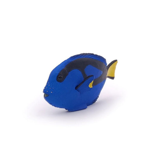 Doctorfish