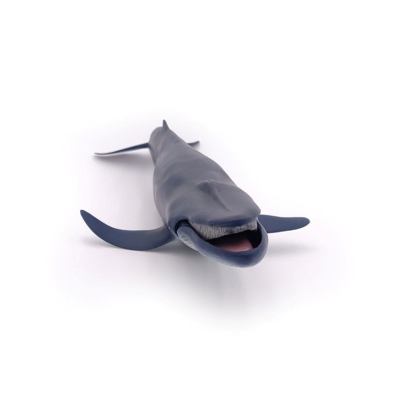 Blue Whale