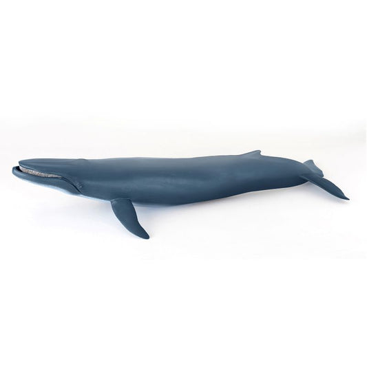Blue Whale