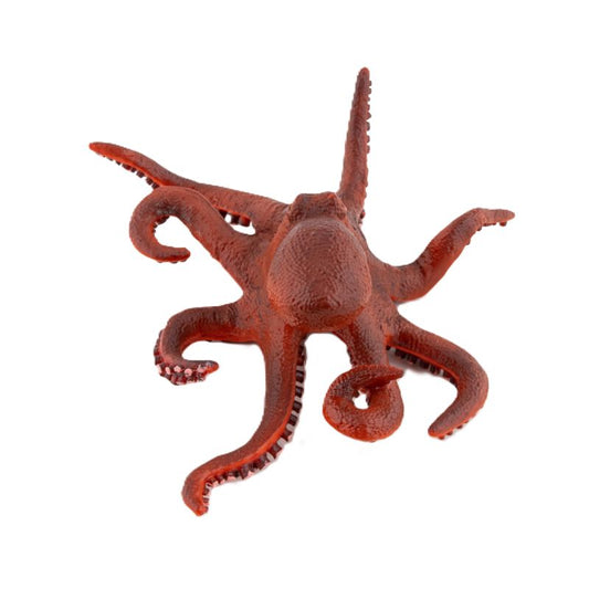 Pygmy Octopus