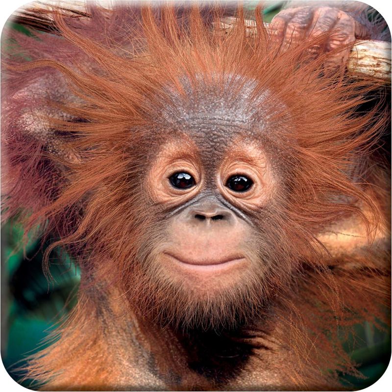 A 3D cork coaster featuring a baby orangutan with a focused gaze and fluffy hair.