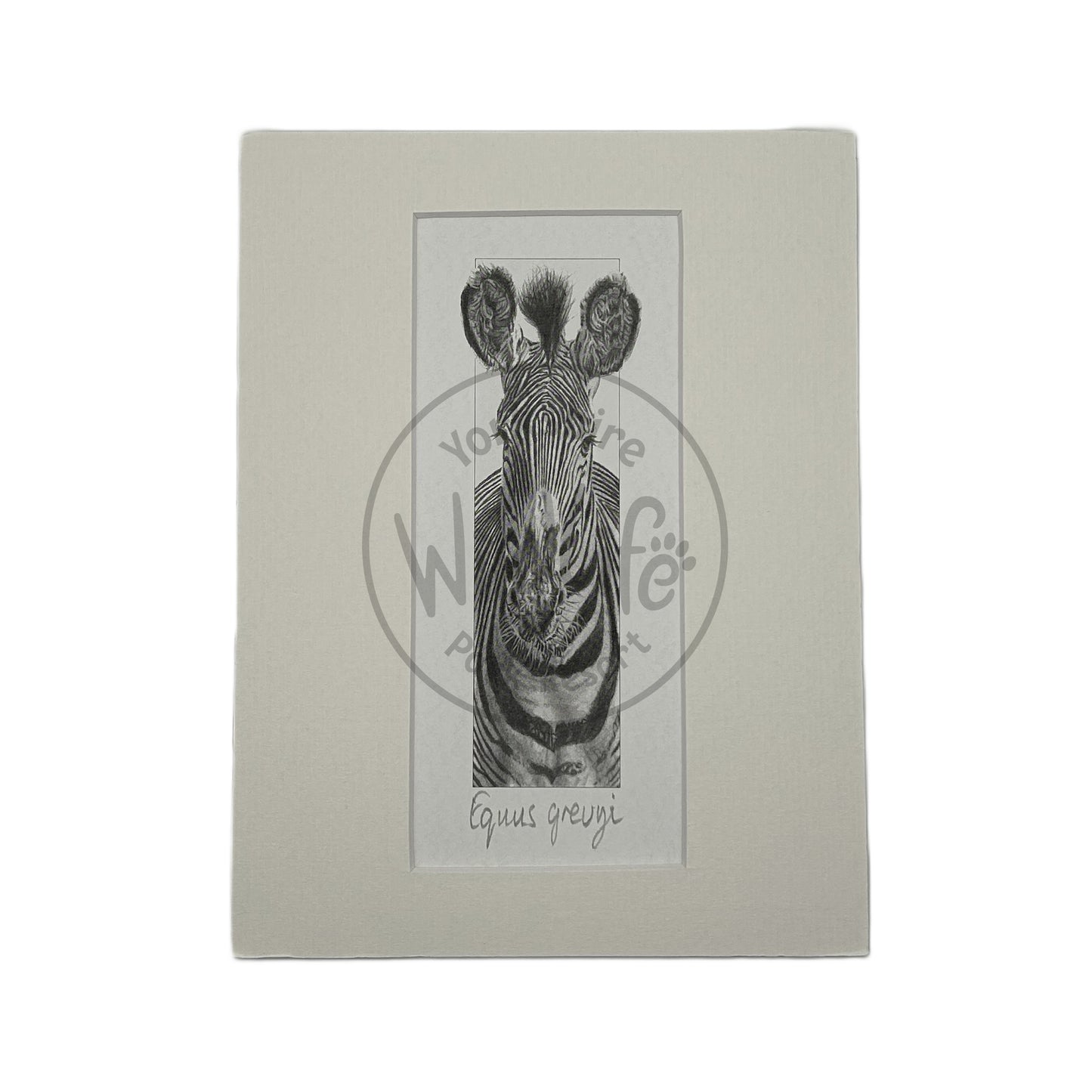 Pencil Drawing - Zebra