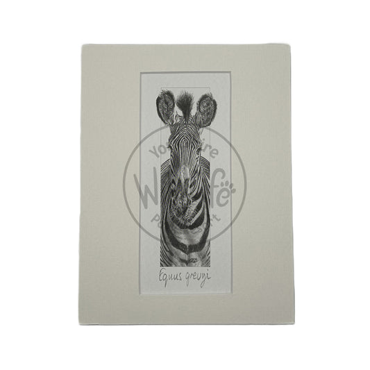 Pencil Drawing - Zebra