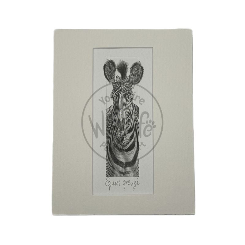 A pencil drawing of a zebra on a white mount and a white background.