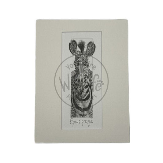 A pencil drawing of a zebra on a white mount and a white background.