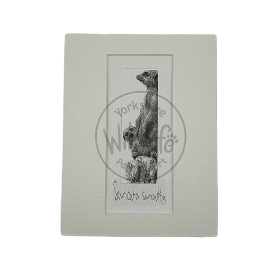 Pencil Drawing - Meerkat Group