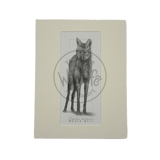 Pencil Drawings - Maned Wolf