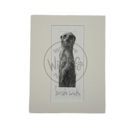 Pencil Drawing - Meerkat