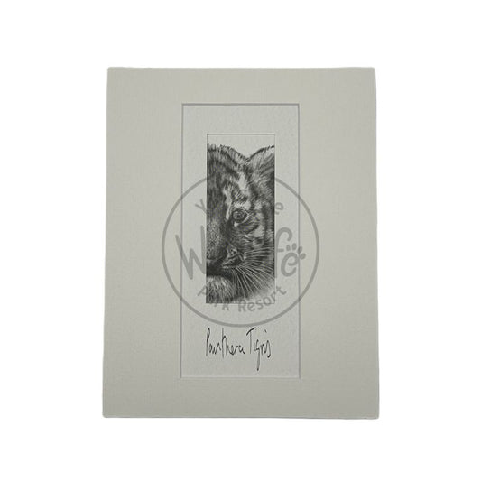 Pencil Drawing - Baby Tiger