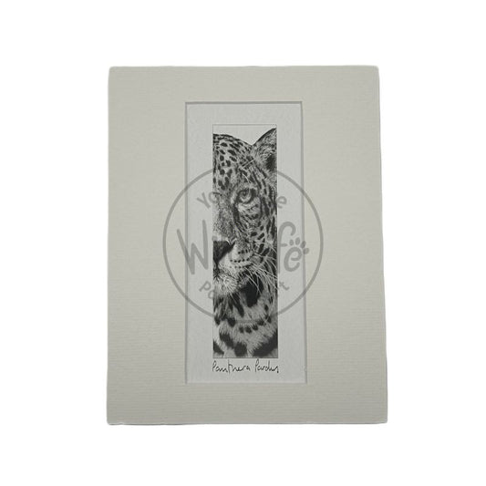 Pencil Drawing - Leopard