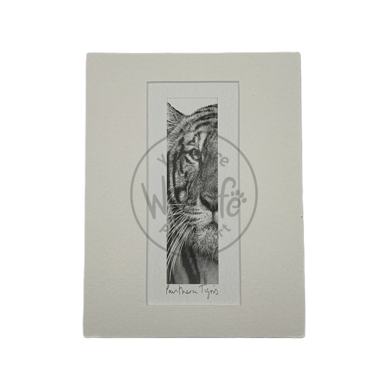 Pencil Drawing - Tiger