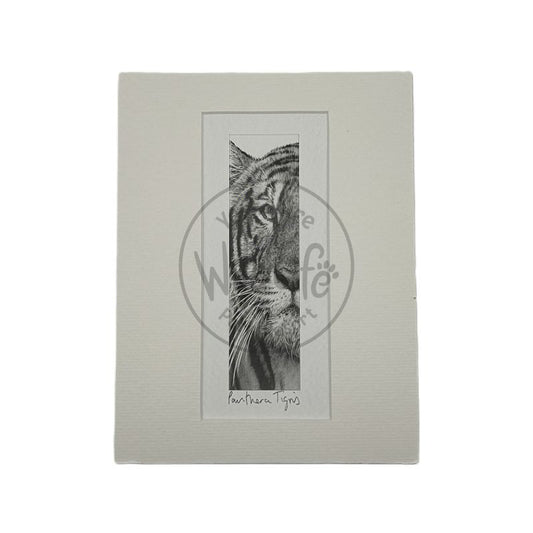 Pencil Drawing - Tiger